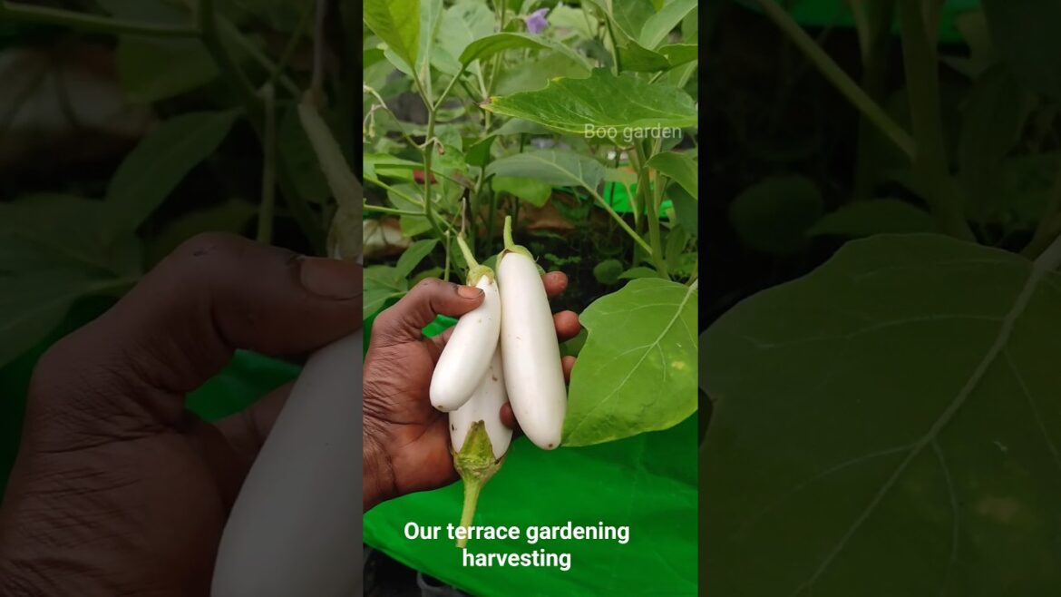 terrace gardening harvesting vegetable#garden #shortvideo #gardening