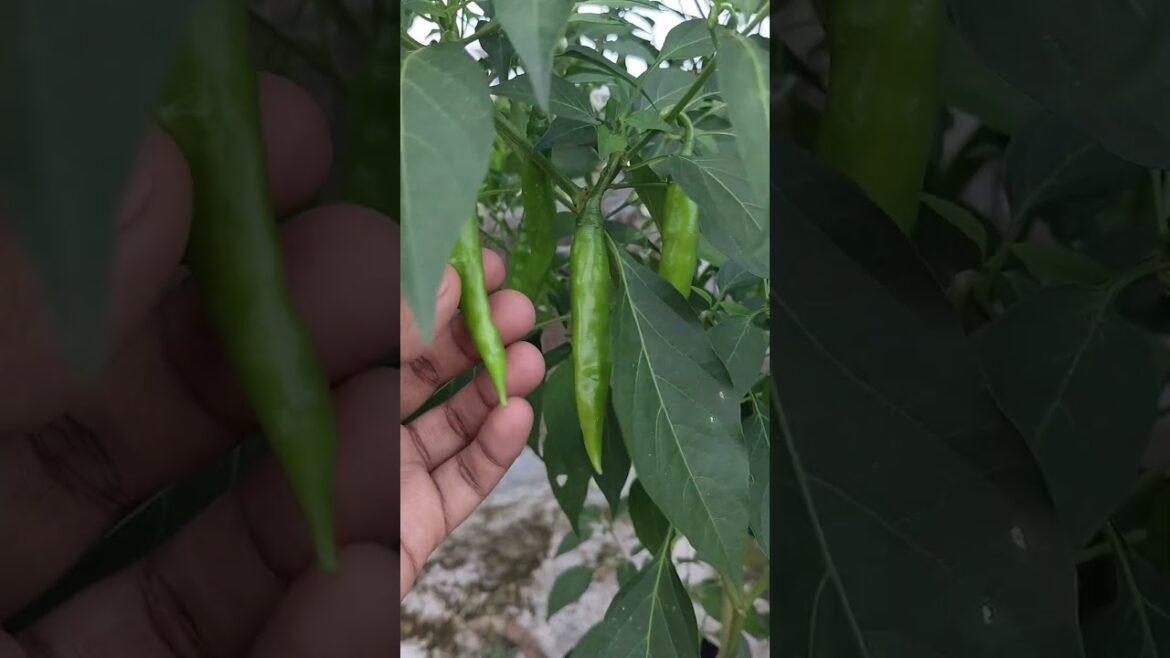 home vegetable garden #homegarden #vegetables