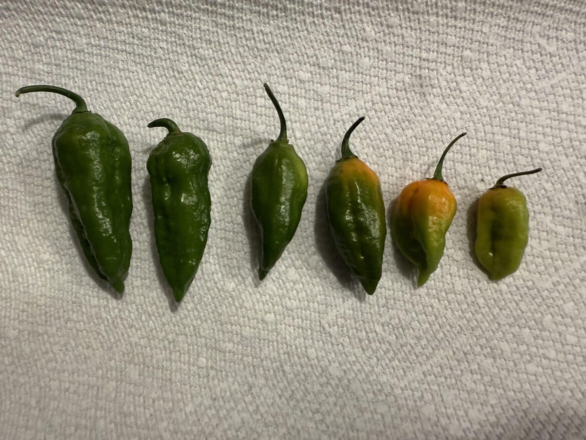 Are these all ghost peppers?