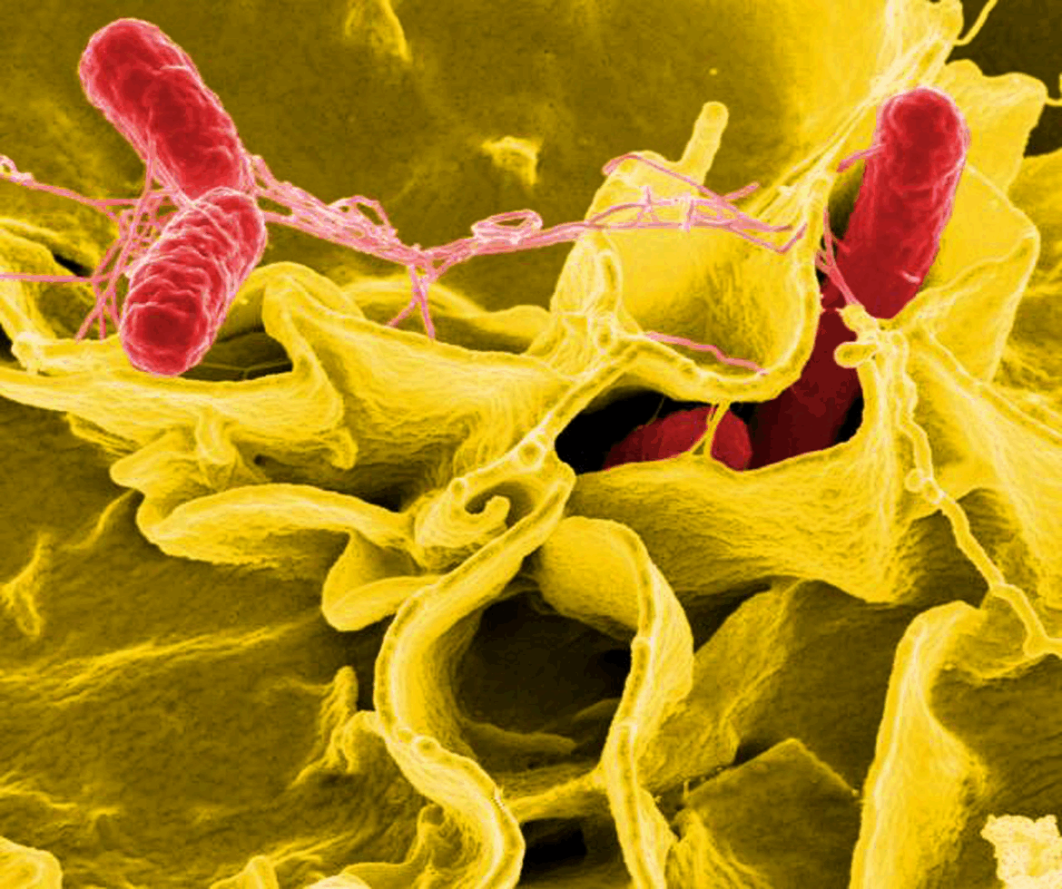 Update on Restaurant Salmonella Outbreak | News Salmonella bacteria in red and yellow
