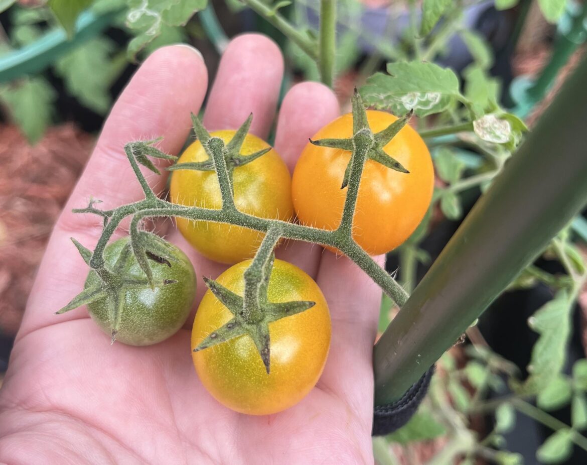Honeybee from seed. Central Florida. What a terrible time I’ve had with my tomatoes this entire year.