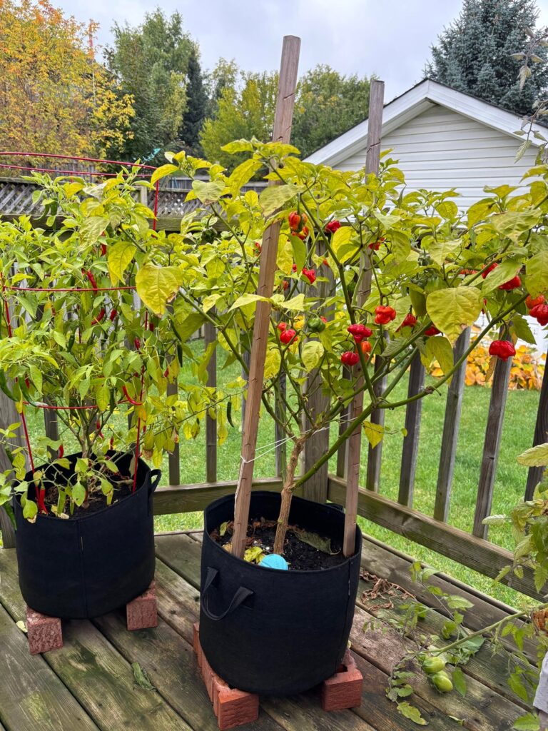 Tips for over wintering ?