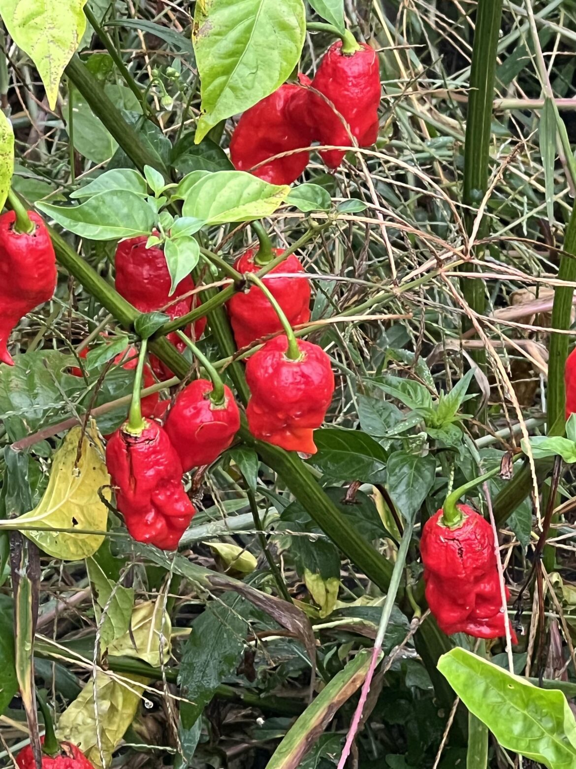 What can I do with these?