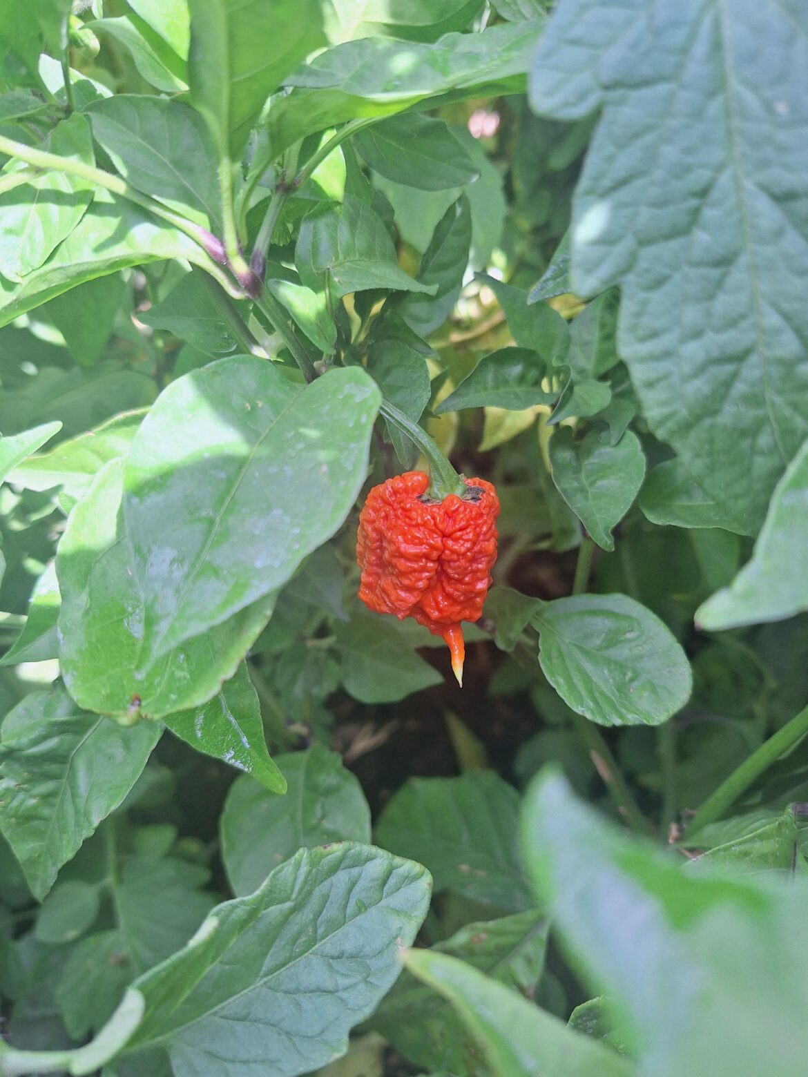 My garden grew exactly ONE reaper this year. What’s the best way to utilize it? My garden grew exactly ONE reaper this year. What's the best way to utilize it?