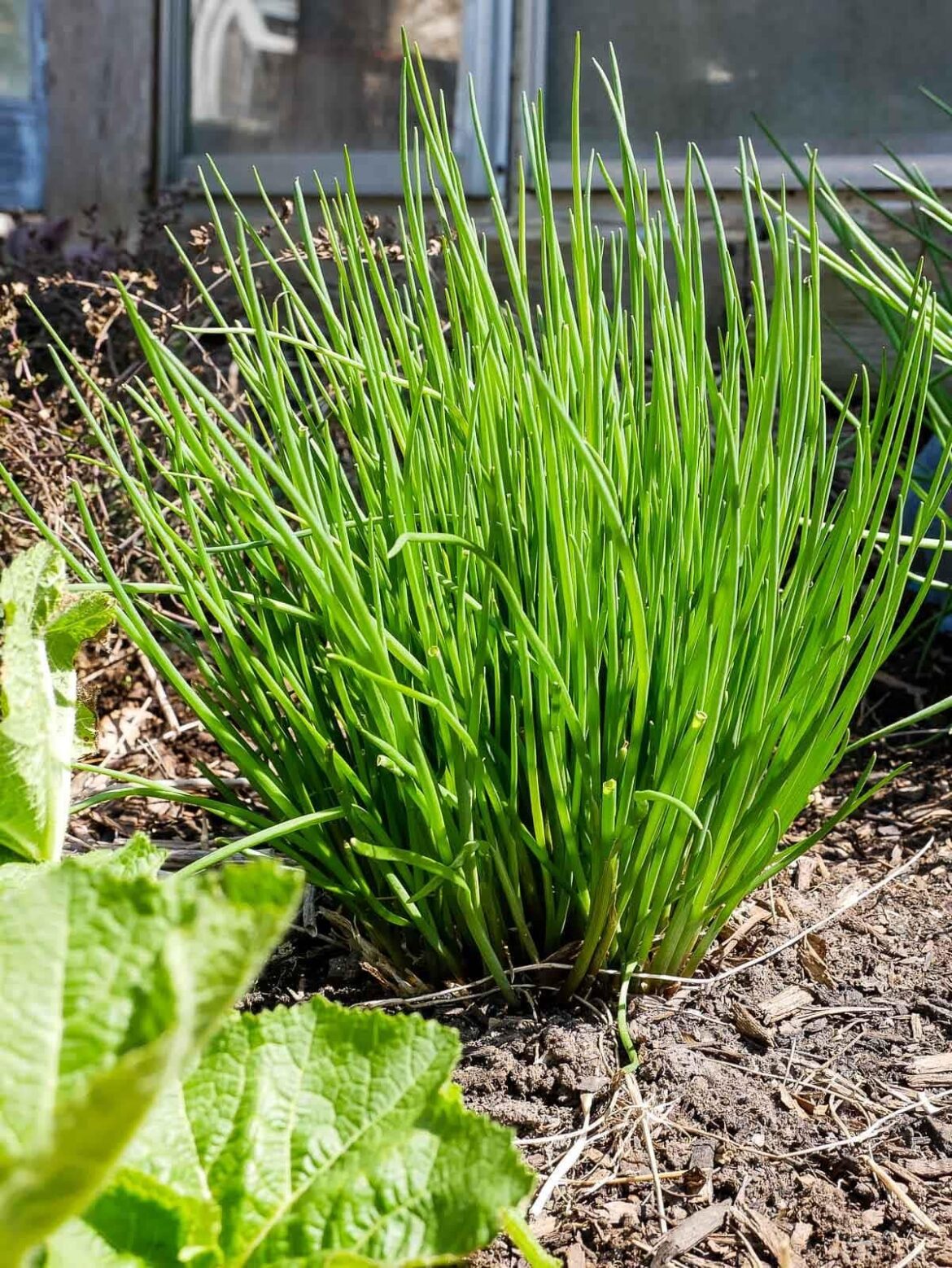 Day one of growing chives cuz ya'll be butchering them by the acre lately