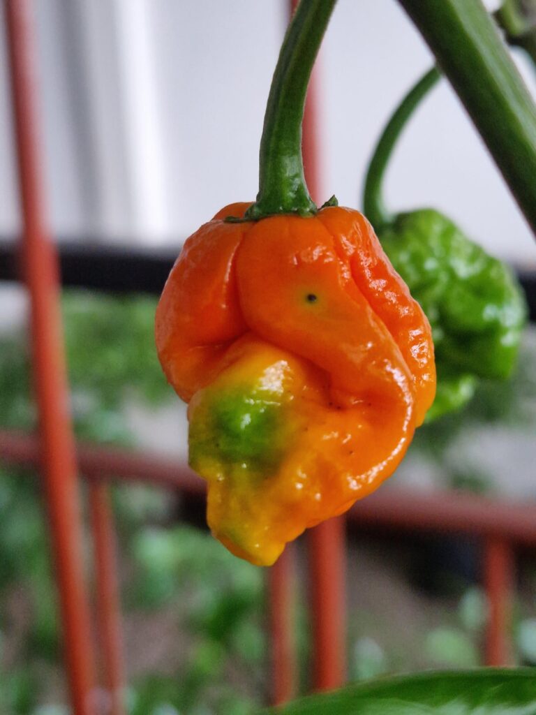 What is this pepper?