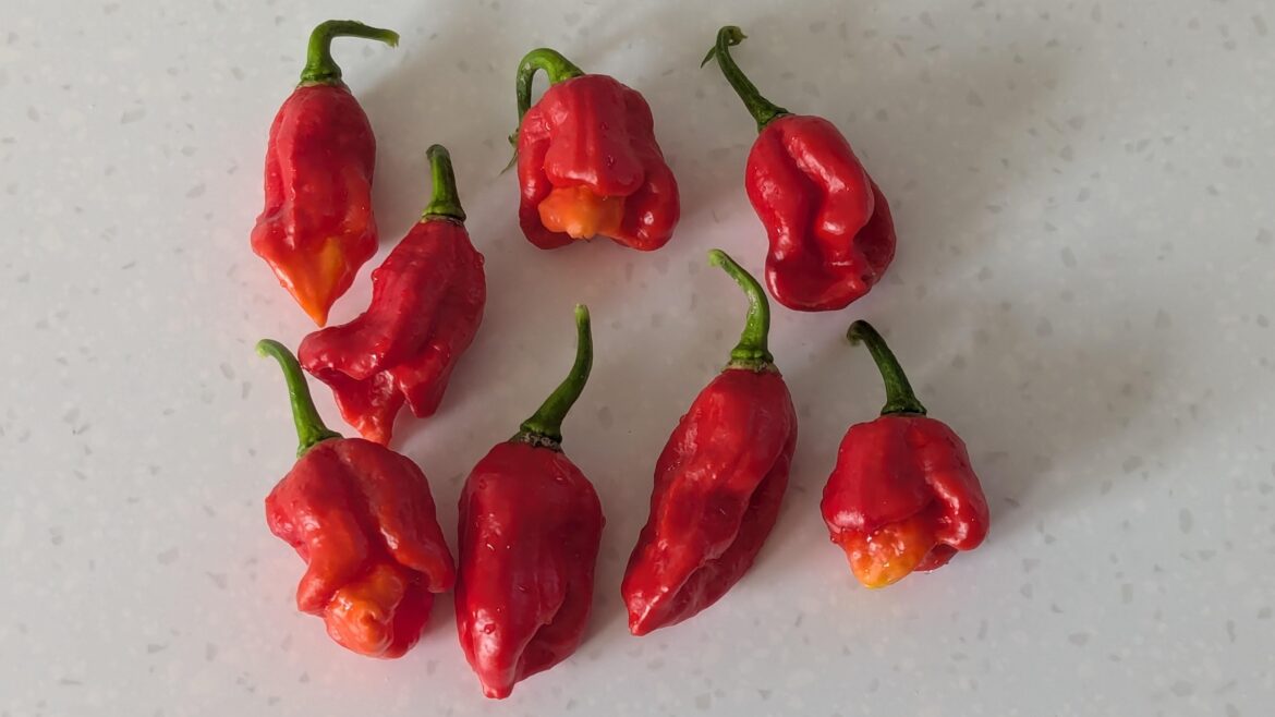 My plant has succumbed to an aphid infestation at the eleventh hour so I'll be trying to grow it again from seed next season... Can anyone help with the ID? They are definitely not superhots!