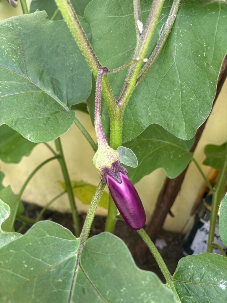 First time momma to these eggplants. How long are they gonna be before I can harvest them!