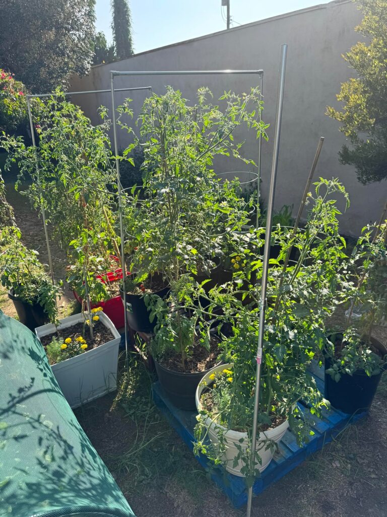 Getting Back Into Gardening