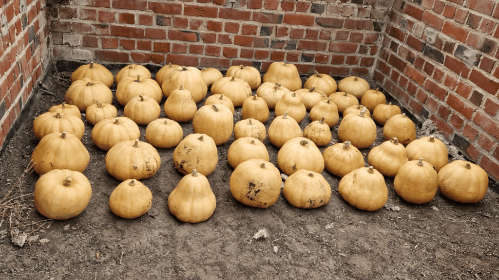 Pumpkin harvest