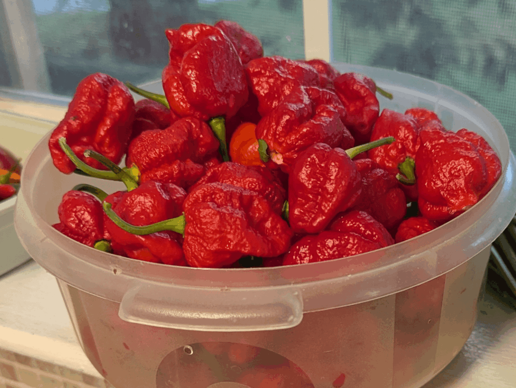 My Armageddon Pepper Harvest