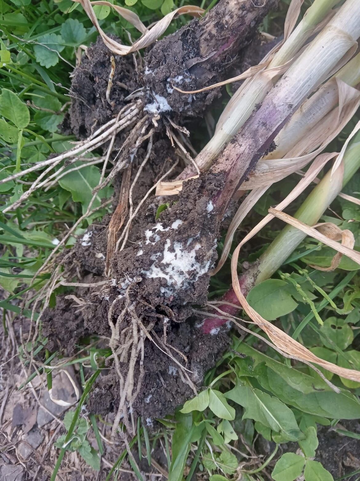 Please don't plant grocery store garlic this autumn