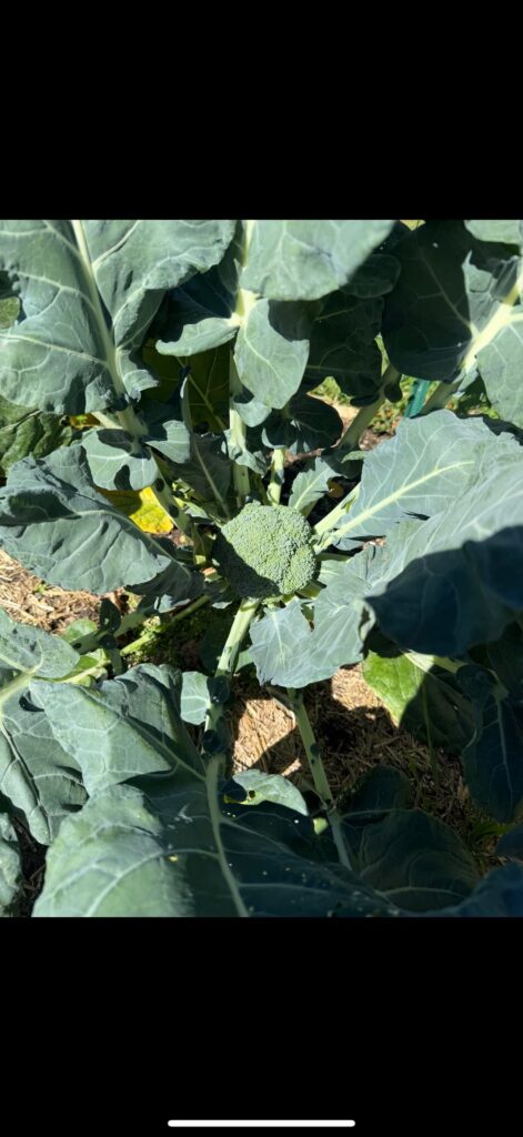 So I’ve been eyeing this broccoli..