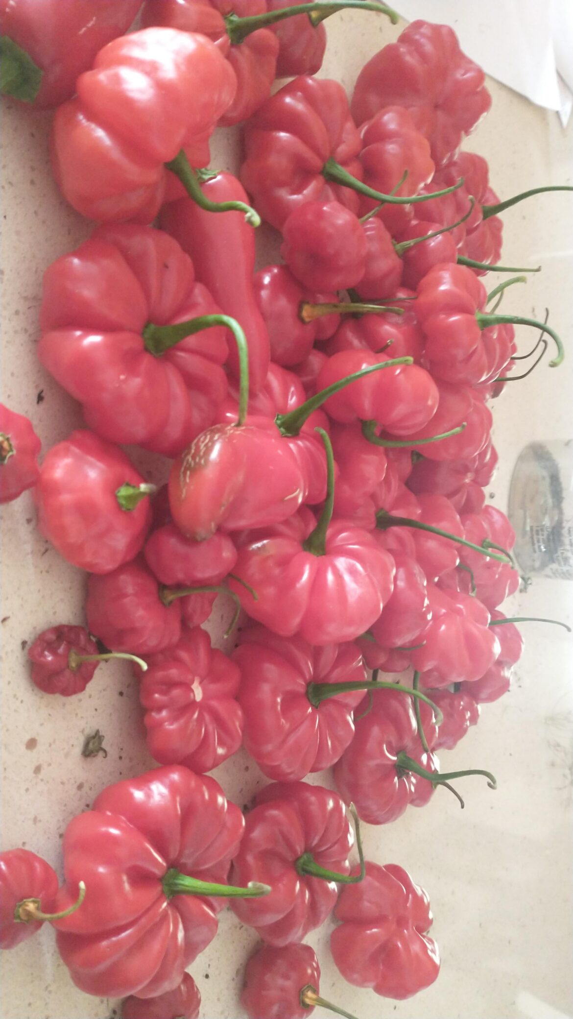 Have these and this many waiting to be harvested. What should I do with them?