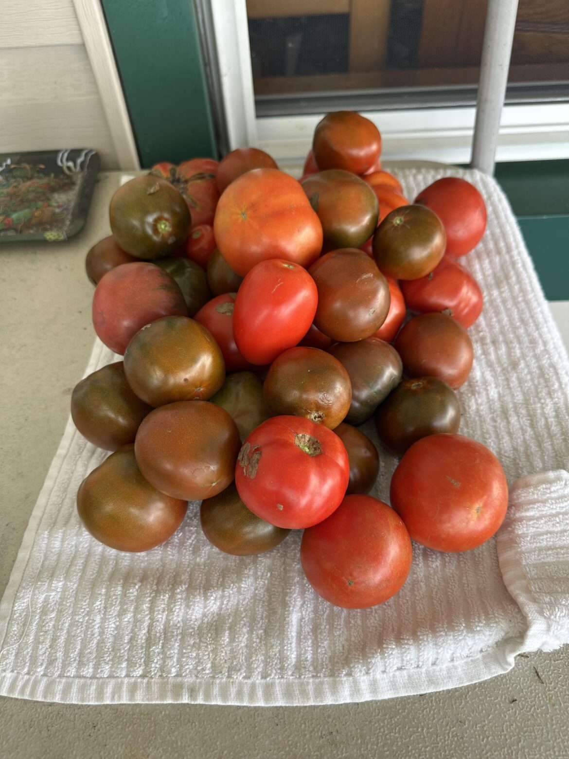 October tomatoes, NYC