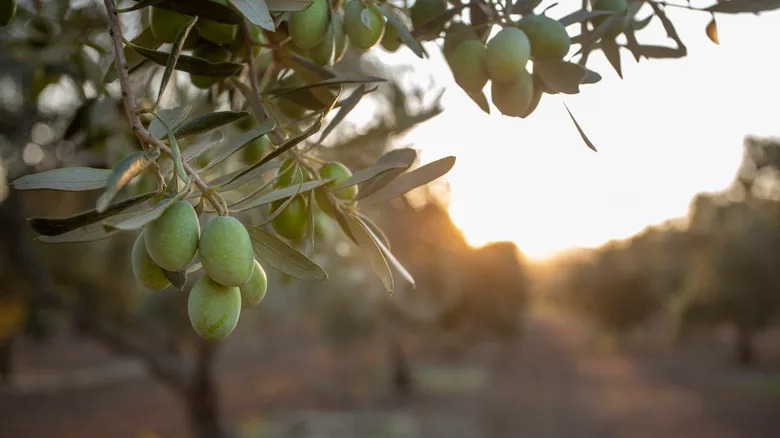 olives hanging from a branch in an olive grove at sunset