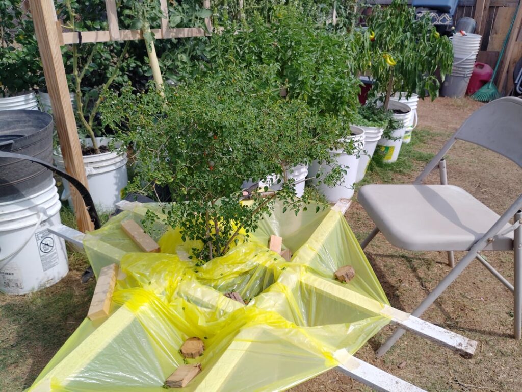 It's harvesting time for my peppers