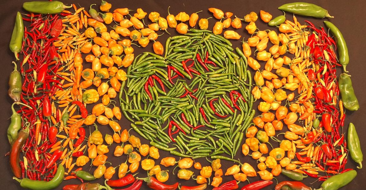 Design made with hot peppers that I'm turning into a jigsaw puzzle for my wife.