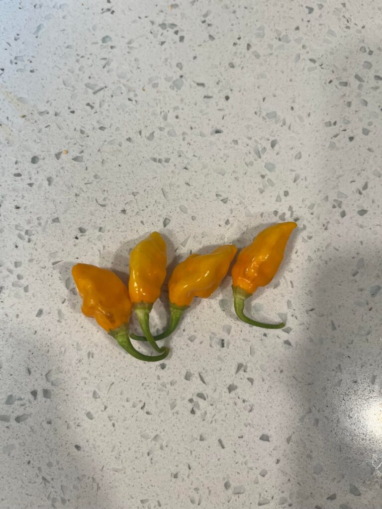 Air dry datil peppers – do these look ok? Air dry datil peppers - do these look ok?