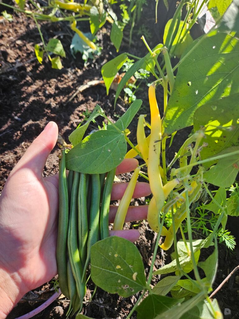 Are these just yellow beans? Or green beans gone wrong?
