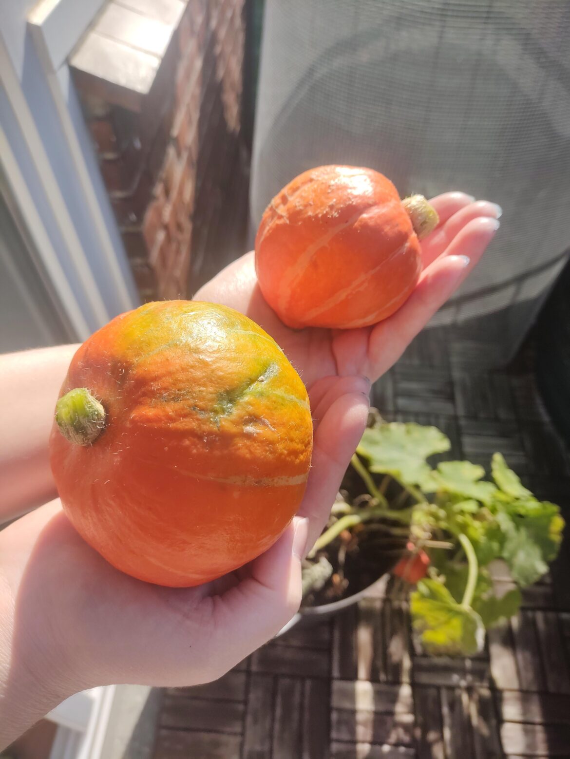 our first pumpkins ever (they are tiny 🥹)