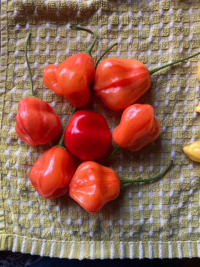 Doe anyone else’s Zèbrange throw out fully red pods on occasion?