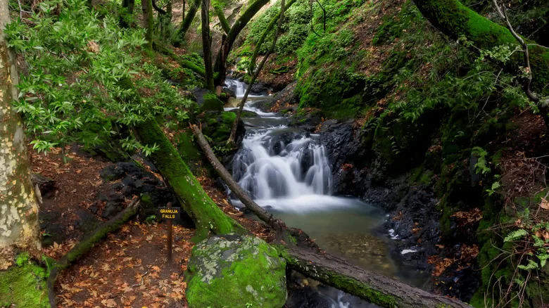 Waterfall in Uvas Canyon Park in Morgan Hill, California with trees surrounding the falls.