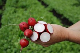 34 277 red round radish
