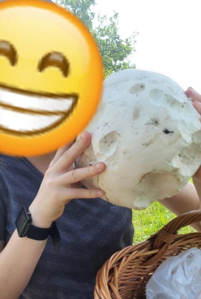 Insane Volume Mushroom Meals