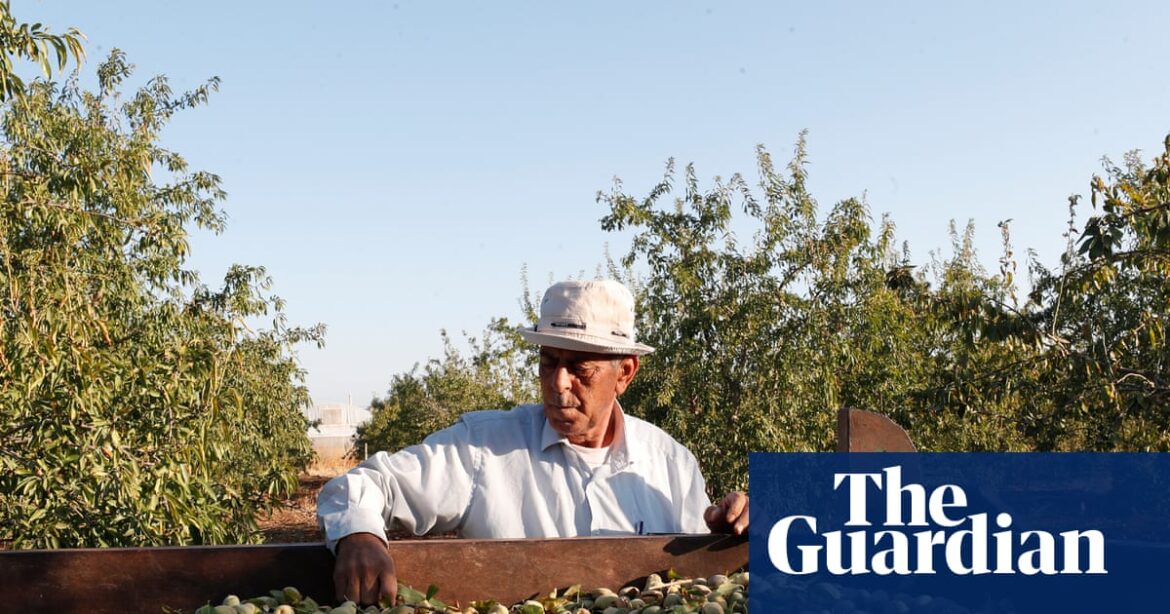 Palestinian food brand says UK sales up 50% as shoppers show solidarity | Palestine