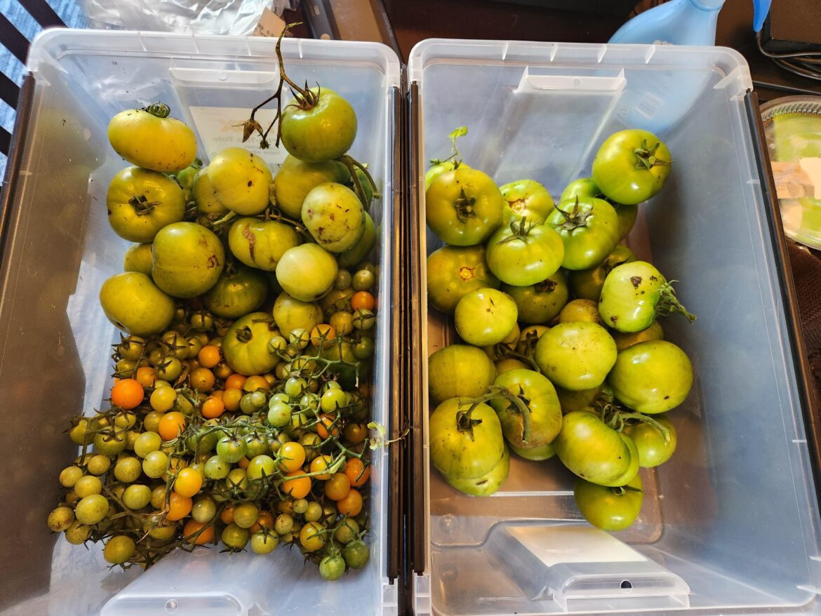 Last Harvest before Alaskan Winter Last Harvest before Alaskan Winter
