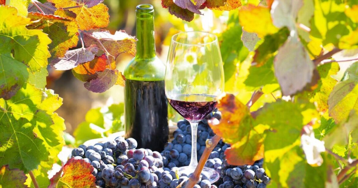 More recommendations from Spain's wine scene