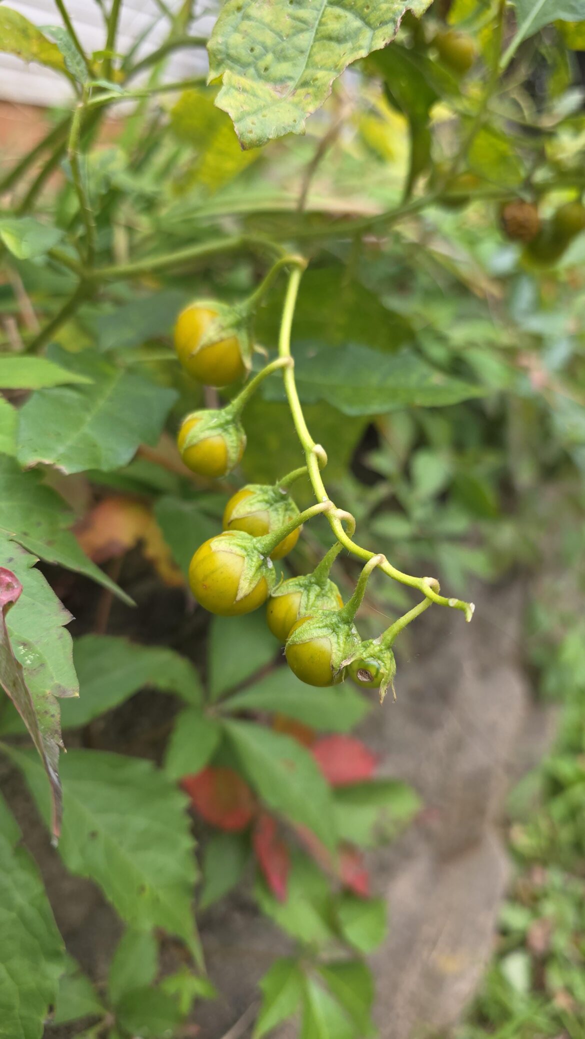 Found these tasty peppers growing in an old vegetable garden in my yard. Not sure what type they are, but 2 hours later my stomach is still on fire and I can't stop sweating. 10/10
