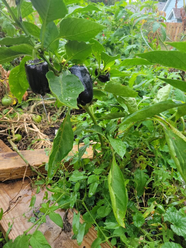 Anyone else in the Midwest still getting peppers and tomatoes?!