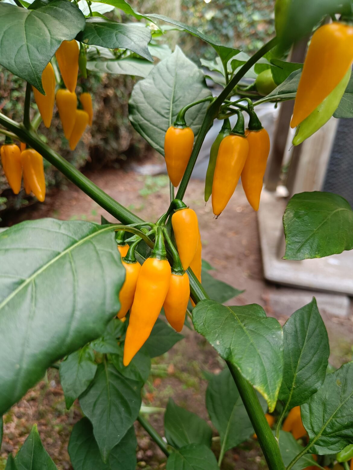 A stranger in my garden A stranger in my garden