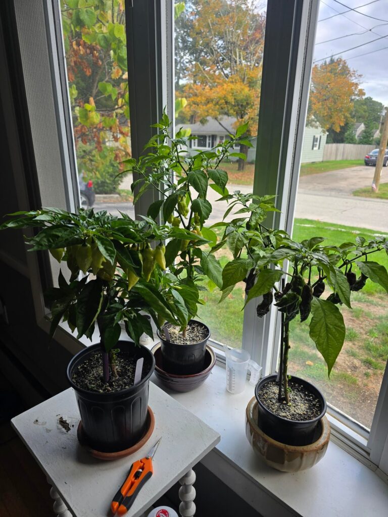 Nights are getting chilly