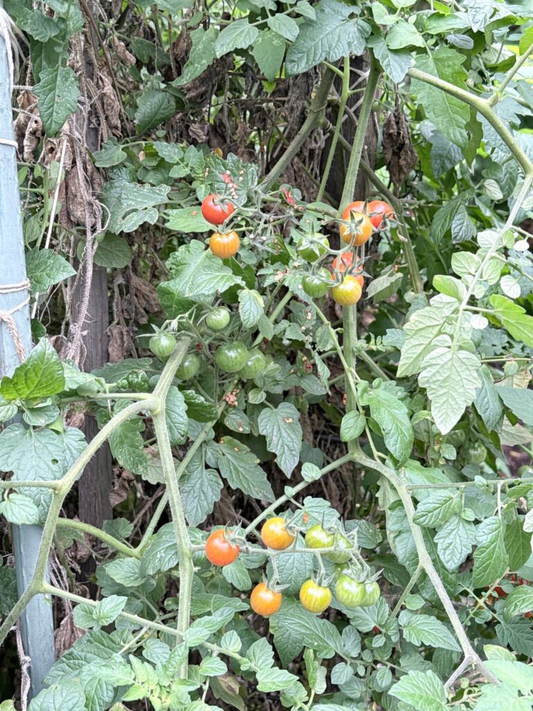 Almost November and still getting tomatoes in our Brooklyn community garden NYC. Almost November and still getting tomatoes in our Brooklyn community garden NYC.