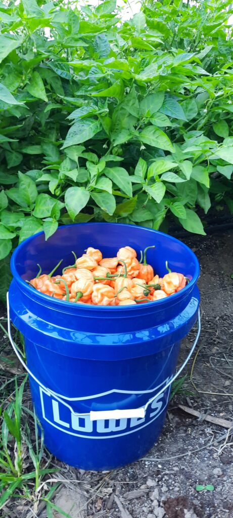 Bucket of Bahamian Goats