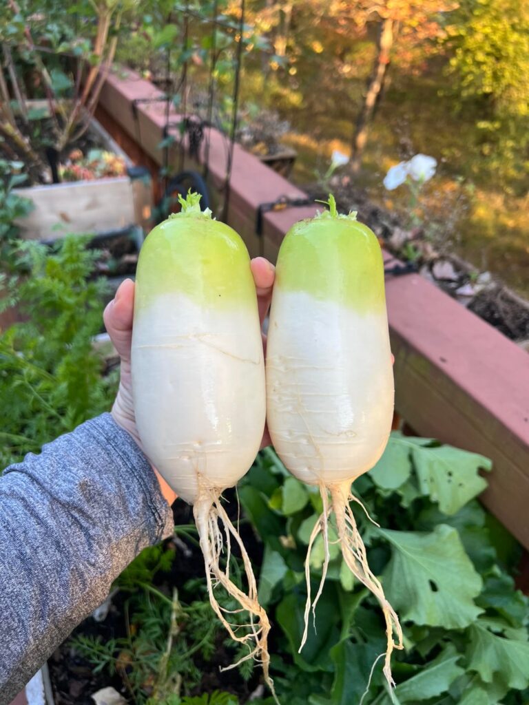 Daikon Radish 🫜🤍
