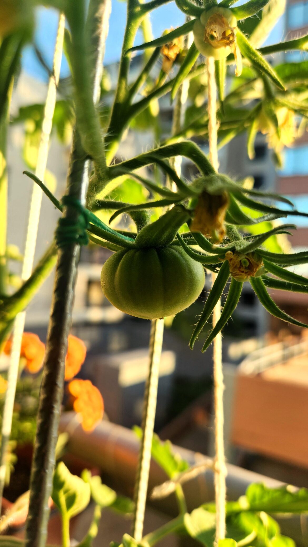 Morning glory - Mortgage Lifter Heirloom