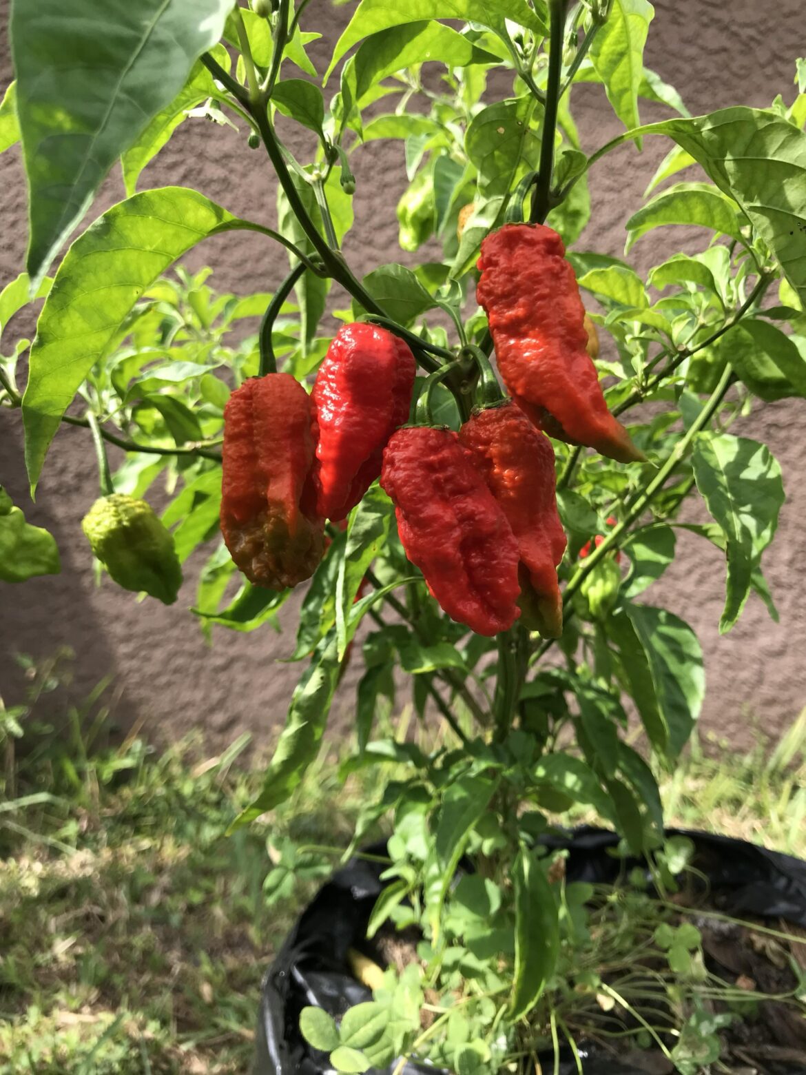 Started this one late, but happy to get my first few ghost peppers! Not many pods but they’re little beauties 🔥