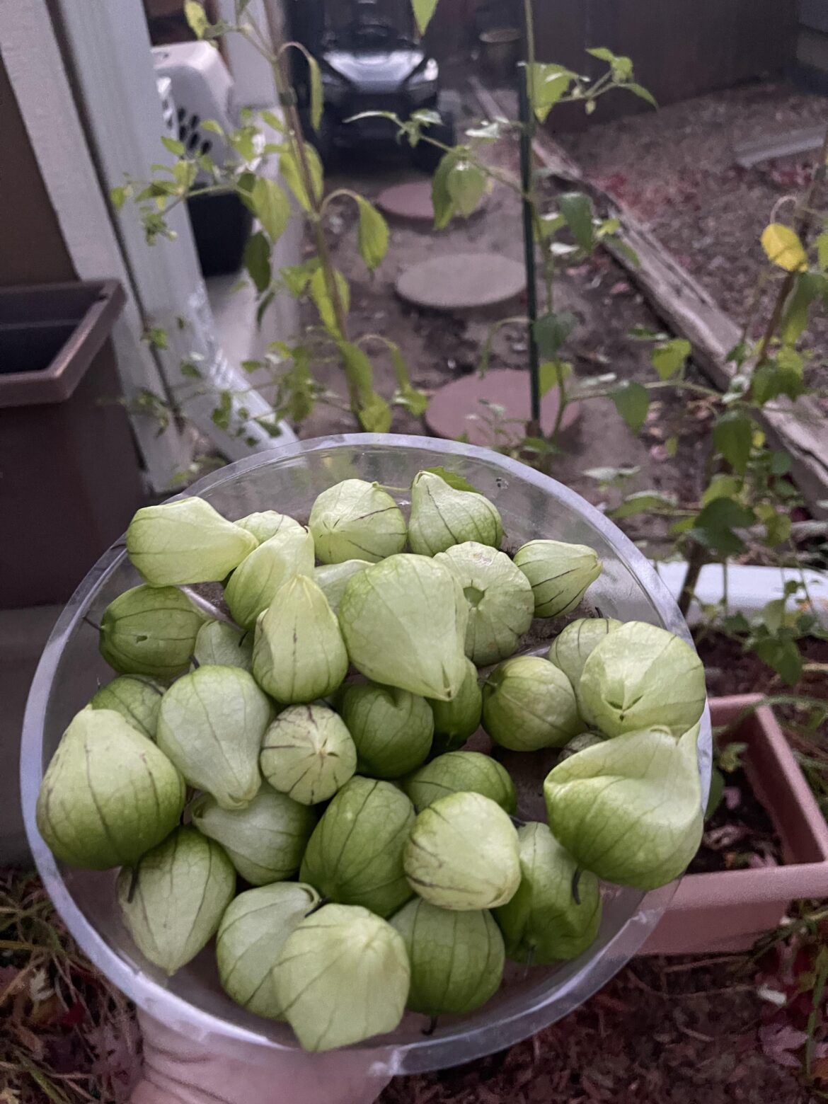 It’s supposed to freeze tonight so I pulled them, think they’ll be okay? (First tomatillo plant.)