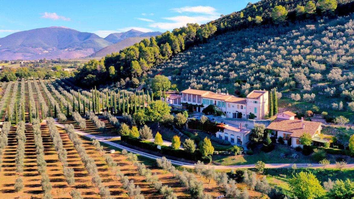 Monini Builds on Italy’s Olive Oil Legacy with Modern Investments Olive Oil Times