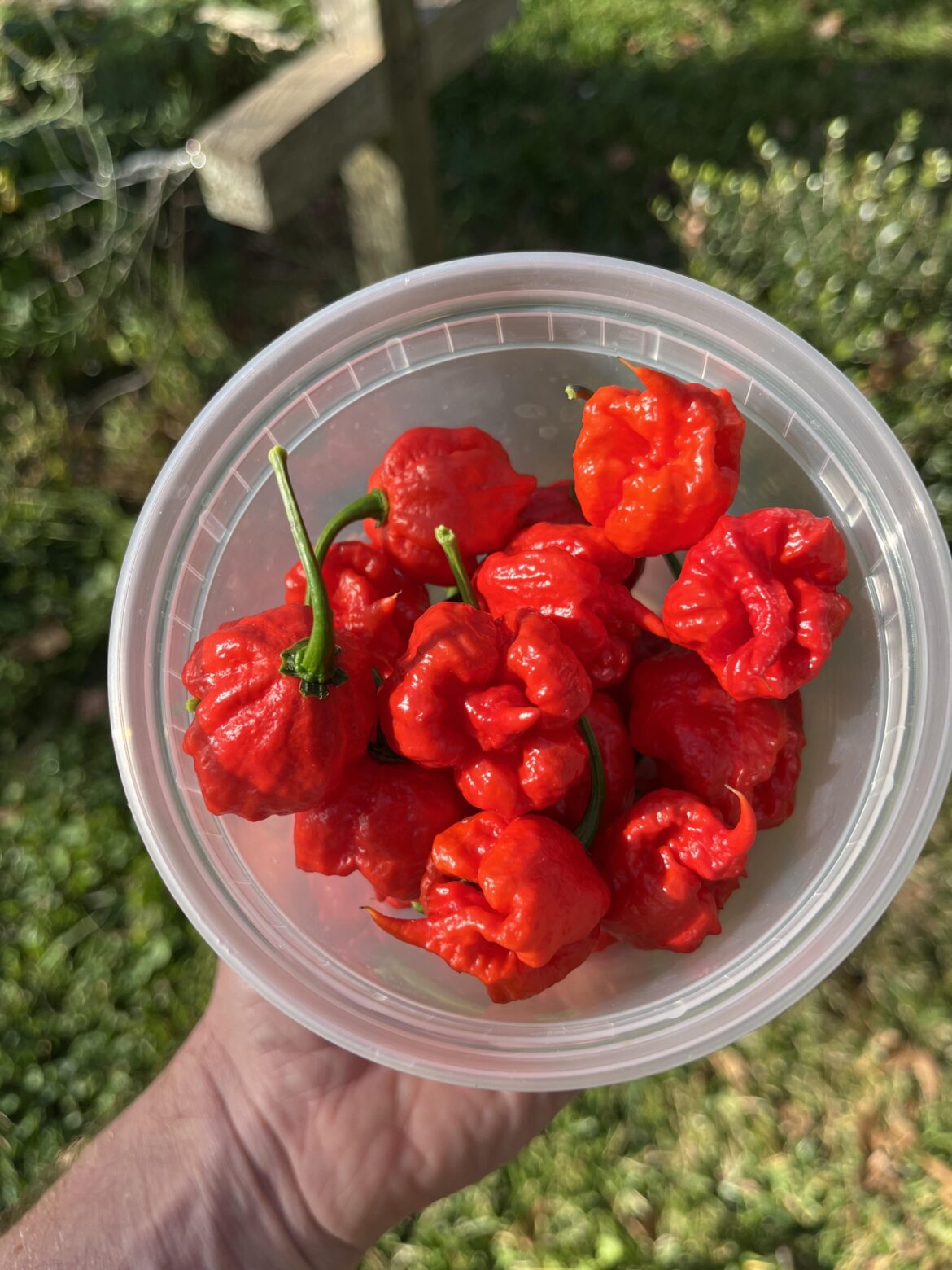 Primos are so pretty right now