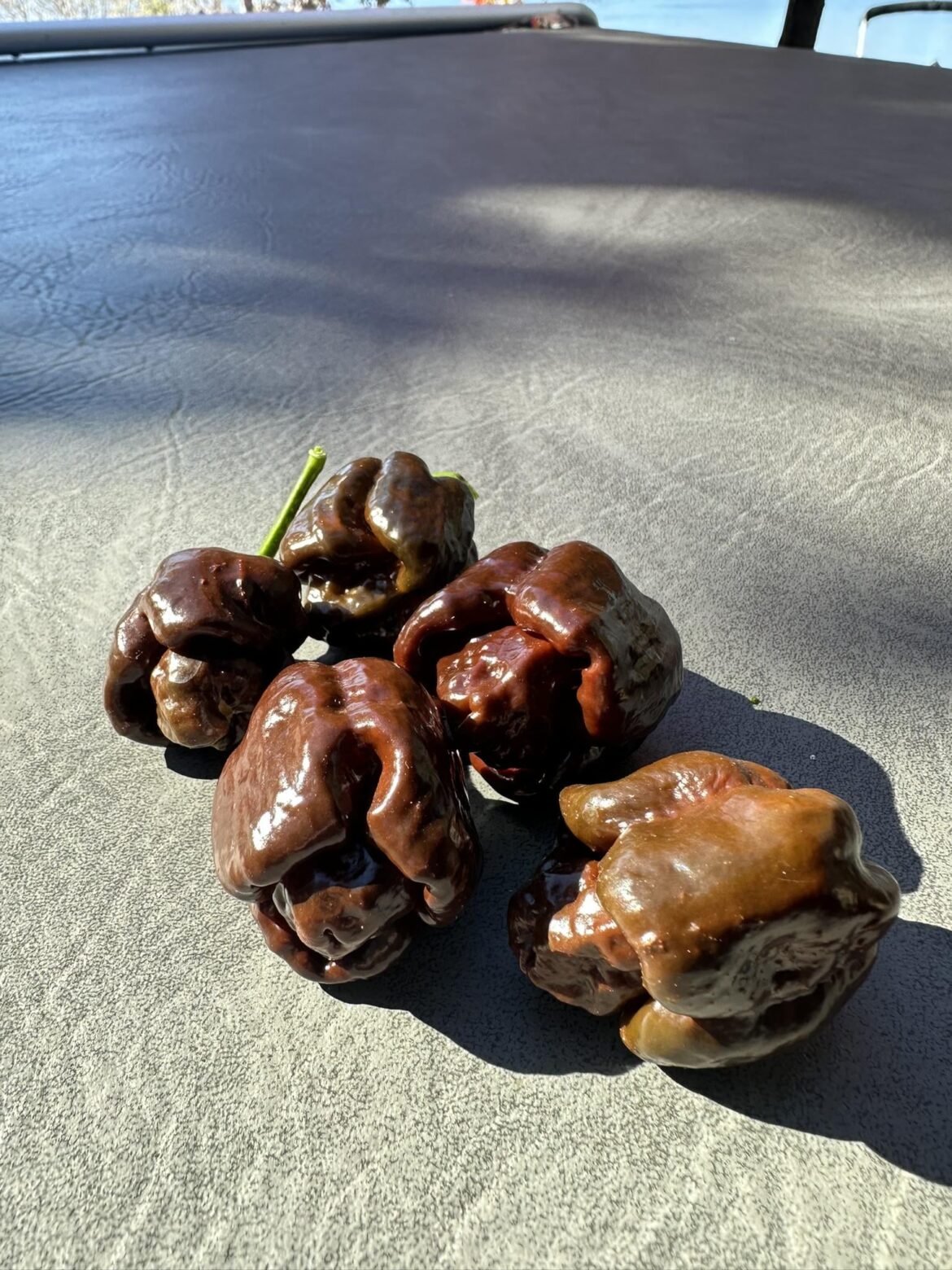 My Last Chocolate Scorpion Peppers of the Year