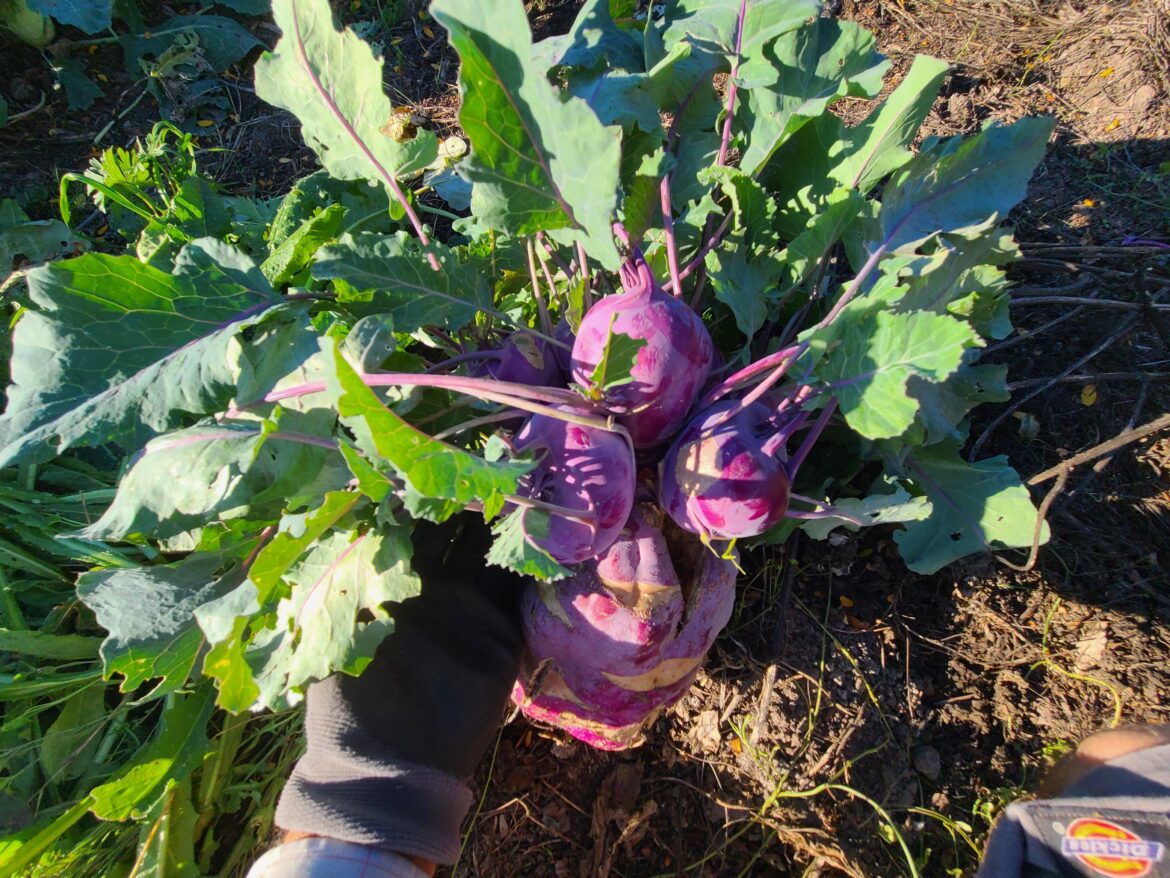 Spooky kohlrabi! 👻 (Apparently this purple variety will grow whole new kohlrabis on the back of a giant forgotten one)