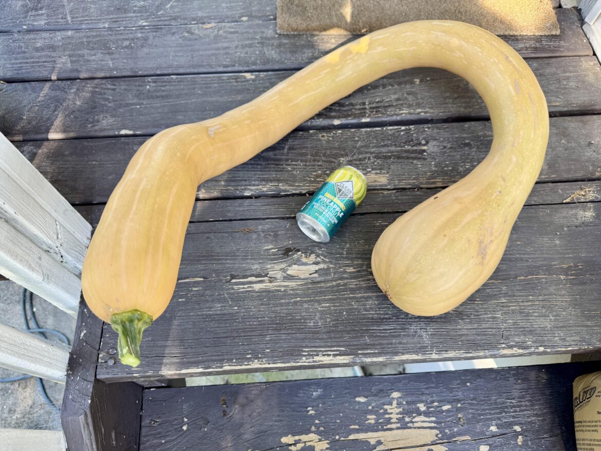 16.4 lbs Tromboncino