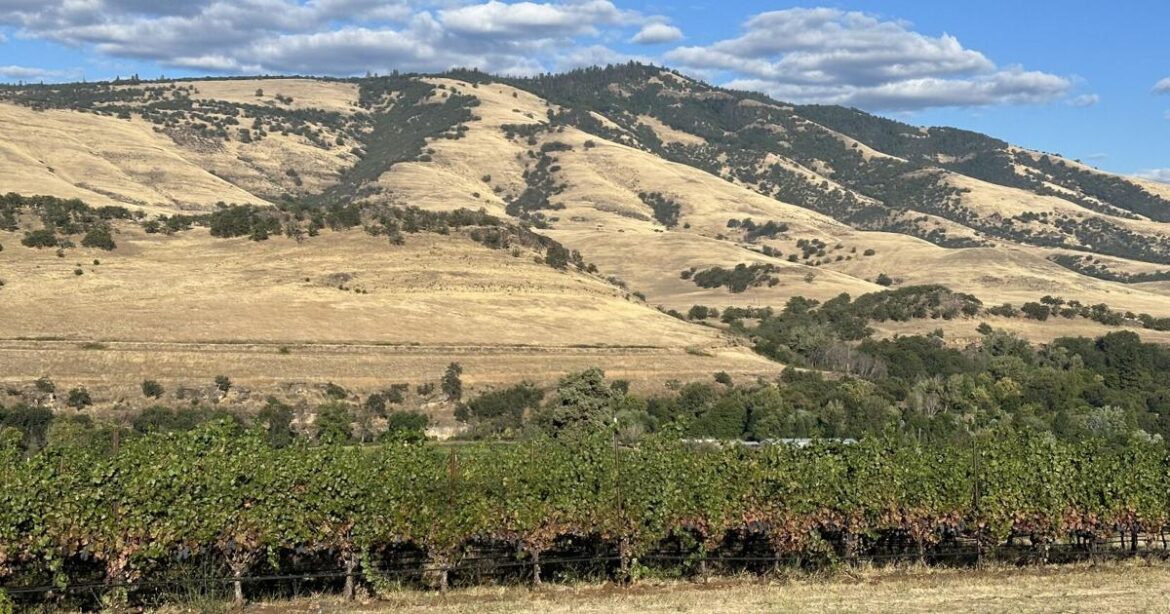 Travel Medford debuts the new Rogue Valley Digital Wine Guide | News