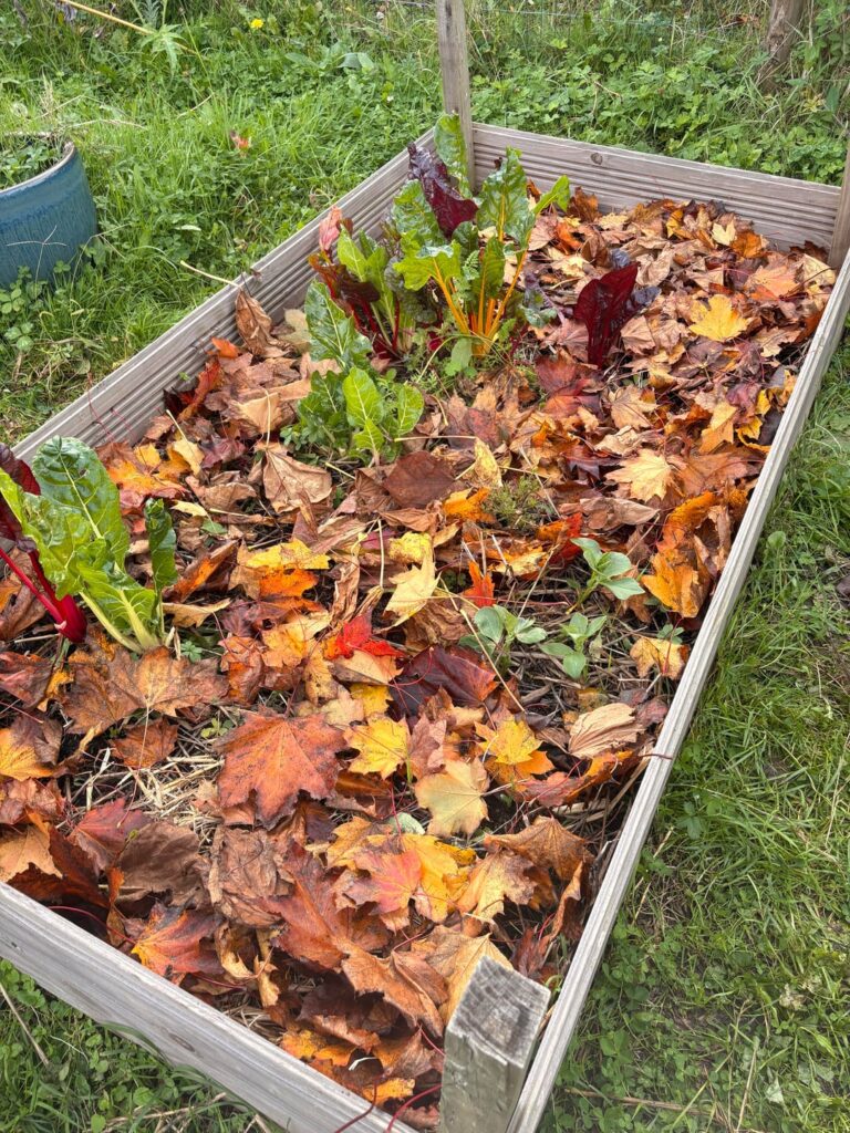 I love the fall colors in my veggie garden