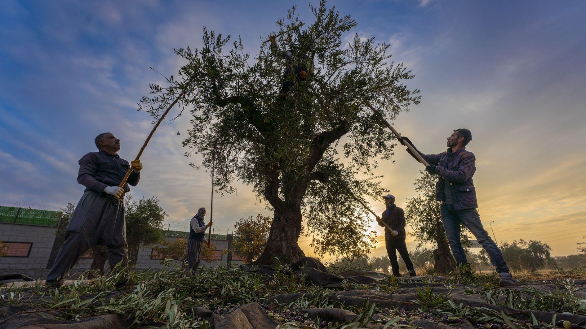Olive production forecast at 2.45 million tons for 2025-2026